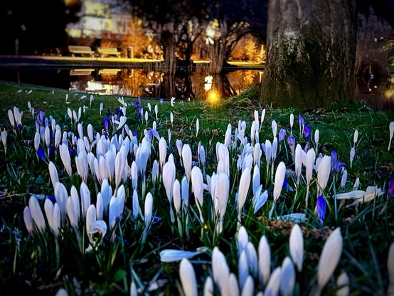 The picture is taken from a ground level and in focus are white crocus flowers with some purple ones mixed in.  The flowers are set against a backdrop of blurred green grass.  In the background, out of focus, are leafless trees and a pond reflecting the sky and some yellow lights.