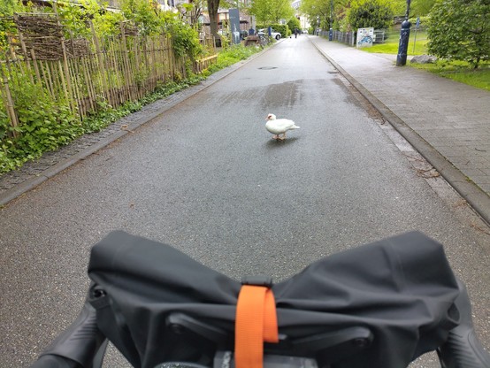 Eine Ente macht es sich auf einer schmalen Straße bequem.