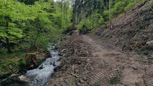 Foto eines von Forstmaschinen durchwühlten Weges entlang einem Bergbach im grünen Frühlingswald Wald. Der angeschnittene Abhang rechts im Bild ist gerodet.