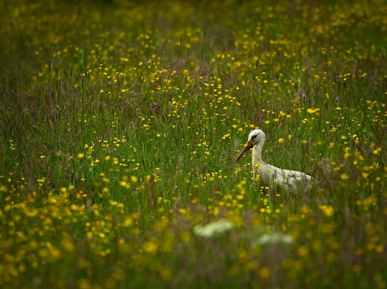 Ein Storch steht in einer Mähwiese mit gelb blühendem Hahnenfuß und rötlichem Schimmer durch die Grasblüte.