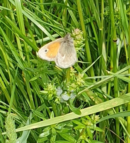 Ein Schmetterling auf einer Wiese, Großes Wiesesvögelchen.