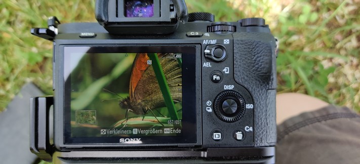 Ein Foto vom Kameradisplay mit den Einstellhebeln und Knöpfen. Darauf ein Schmetterling neben einem grünen Grashalm