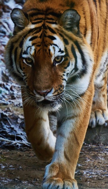 Ein Tiger läuft direkt auf die Kamera zu. Sein Kopf leicht gesenkt, die gelben Augen auf uns fixiert. Die Tatzen im Gang eingefrohren. Sein Gesicht wirkt bedrohlich. Die schwarzen Streifen auf seinem orangenem Pelz sehen eindrucksvoll aus. Nur auf der Bauchseite bis zum Hals, sowie die Augenumrahmung sind weiß. Majestätisch.