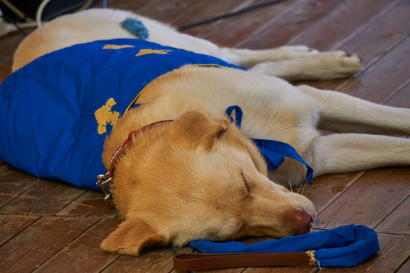 Ein Beige farbener Labrador schläft auf dem Holzboden. Er trägt ein Blaues Banner mit Gelben Lillien.