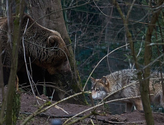 Links ein Braunbär, Rechts ein Wolf. Beide stehen sich gegenüber und beschnuppern sich im Dickicht.