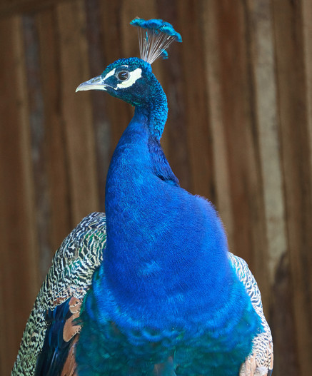 Ein blauer Pfau mit hellen Flügeln. Auf dem Kopf thront eine Krone aus blauen Federn an weißen Stielen.