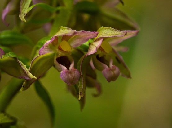 Zwei Blüten nebeneinander. Die Blüten sind grün mit den Kanten rötlich gefärbt. der Sporn ist gelb unter drei Kronblättern über einer Art Schuh.