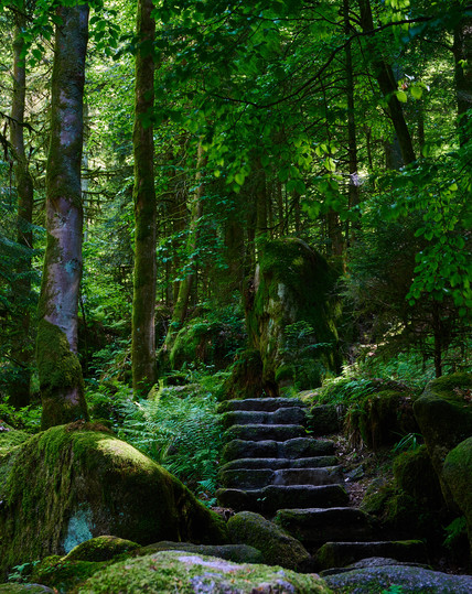 Eine unförmige Treppe aus verschieden großen Felsblöcken mitten im dichtem, moosbewachsenem Wald.