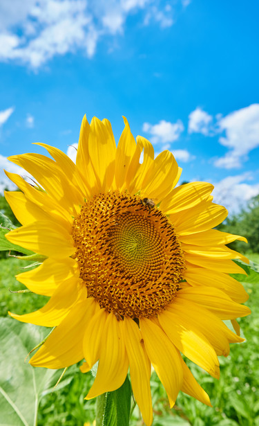 Eine knallige junge Sonnenblume for strahlend blauem Himmel. Die Sonnenblumenkerne sind noch tief Orange, die Stiel satt grün. Die Blütenblätter sommerlich gelb.