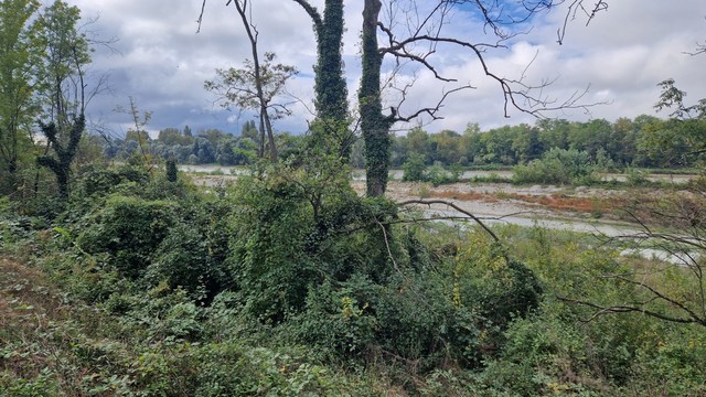 Ein zugewachsener Baum mit dem Rhein im Hintergrund