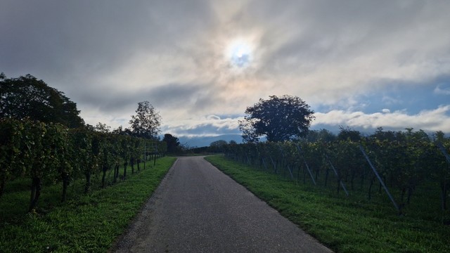 Ein Weg zwischen Reben. Im Hintergrund Schein die Morgensonne durch Wolken.