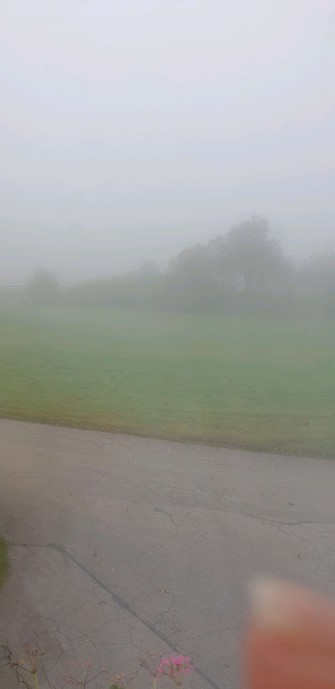 Ein asphaltierten Weg und im Hintergrund, Grünstreifen, Sträucher und Bäume im Nebel zu sehen.